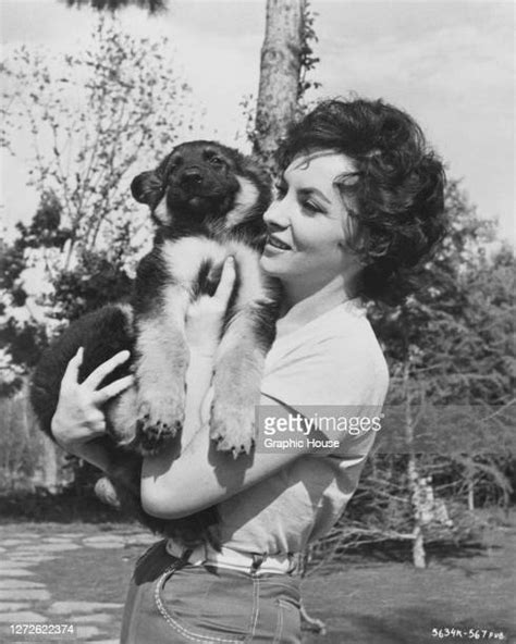 5,900 Gina Lollobrigida Photos & High